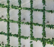 Pared verde